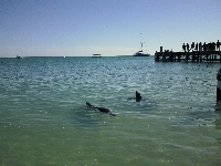 Feeding at Monkey Mia Dolphin Resort Australia Photo Sharing