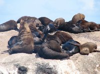 Travel to Cape Town South Africa Vacation Adventure