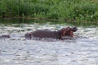 Uganda Safari Murchison Falls NP Lolim Blog Review