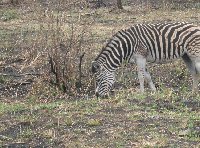 Hluhluwe Game Reserve Bayala South Africa Album Photographs