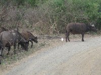 Hluhluwe Game Reserve Bayala South Africa Vacation Photo