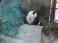 Day Trip to the Zoo in Beijing China Album Sharing