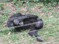 Cameroon Volunteer Work Yaounde Travel Experience
