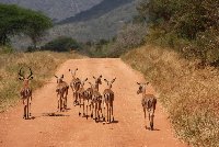 Kenya Tours and Safaris Tsavo Photography