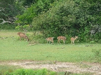 Hambantota Sri Lanka Travel Album