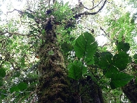 Costa Rica Trekking Monteverde Holiday Sharing