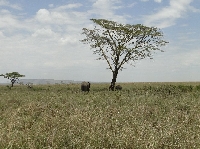 Serengeti Tanzania Fly540 Zanzibar Arusha Travel Diary