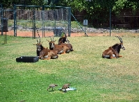 Holiday South Africa Johannesburg Zoo Photographs