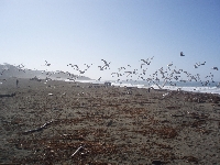 Seals at Santa Cruz Waterfront United States Blog Photos