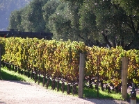 Robert Mondavi Vineyards San Francisco United States Blog Pictures