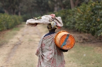 People working on the plantation