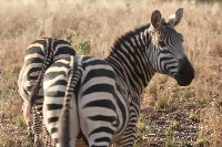 Zebra's Tarangire National Park