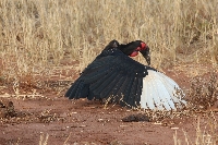 Southern Ground Hornbill Tarangire NP