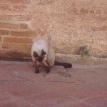 Ayutthaya tour Thailand Pictures Siamese Cat vs Snake battle at Wat Gudidao