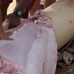 Shark cutted in pieces, Santa Maria Cape Verde