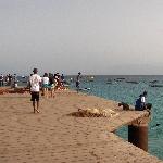 Boys catching a shark at Santa Maria Pier Cape Verde Vacation Sharing