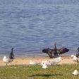 Perth Australia Birdies