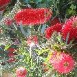 Parrot flowers, Perth Australia