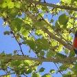 Parrot in the tree!!, Perth Australia