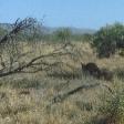 Wild Euro in the outback in Exmouth, Exmouth Australia