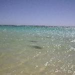 Coral Bay Australia Reef shark