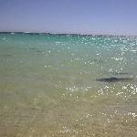 Coral Bay Australia Sharks!