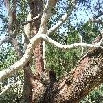 Koala in the trees, Yanchep Australia