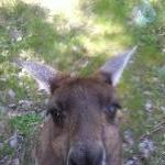 Dunsborough Australia Eye to eye