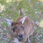 Feeding the roo's