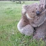 Koala close up