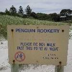 Penguin rookery Penneshaw