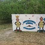 Kangaroo Island Australia Cute bees