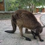 The retreats roo, Kangaroo Island Australia