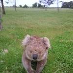 Koala moment..
