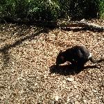 Tasmanian devil