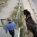 Thomas the Horse, Granite Island Australia