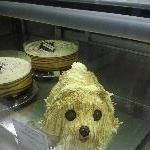 Cutest dog pie!