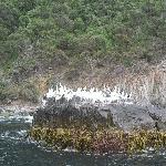 Sea Birds Tasman Island