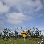 Launceston Australia Crossing cows and calfs