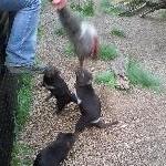 Fighting over wallaby meat, Launceston Australia