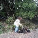 Launceston Australia Feeding time for the devils