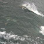 Dolphins on Cat Balou cruise, Eden Australia