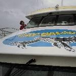 Cat Balou Whale Spotting Cruise, Eden Australia