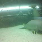 Photos of the Dugongs at the Sydney Aquarium Australia Picture