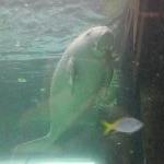 Photos of the Dugongs at the Sydney Aquarium Australia Photograph