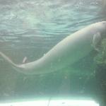 Photos of the Dugongs at the Sydney Aquarium Australia Blog