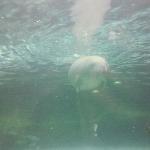 Photos of the Dugongs at the Sydney Aquarium Australia Photo Sharing
