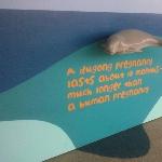 Photos of the Dugongs at the Sydney Aquarium Australia Travel Gallery