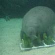 Photos of the Dugongs at the Sydney Aquarium Australia Trip Sharing