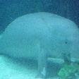 Photos of the Dugongs at the Sydney Aquarium Australia Blog Adventure